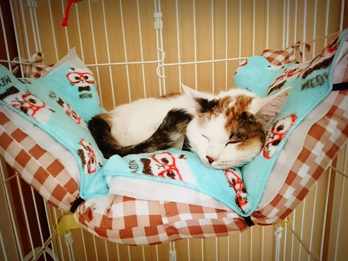 沼上想子は不定休 On Twitter 100均のクッション2つとフェイスタオル1枚 計300円 税抜 ゴム紐1m弱 でこさえた猫用ハンモックみて 我ながら 上出来では ねえ 褒めて 猫 飛び三毛 猫用ハンモック セリア ダイソー リプ欄に