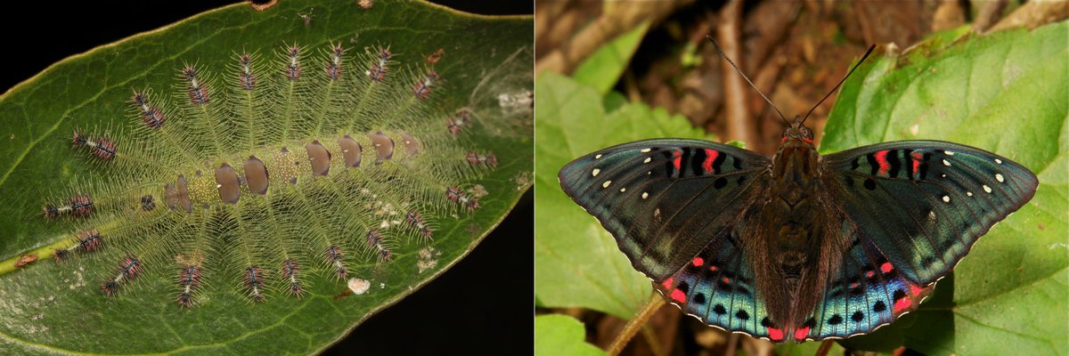  #METAMORPHOSIS - Gaudy Baron (Euthalia lubentina, Limenitidinae, Nymphalidae) https://flic.kr/p/2eEkoki  #insect  #China  #Yunnan  #Lepidoptera  #entomology  #butterfly