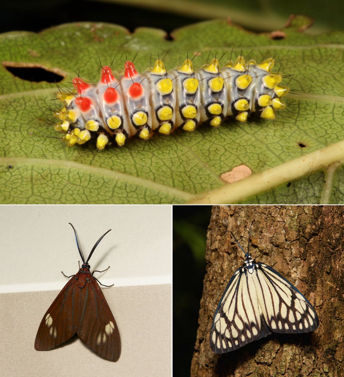 METAMORPHOSIS - Drury's Jewel or Black-veined Burnet  #Moth (Cyclosia papilionaris, Chalcosiinae, Zygaenidae)(male moth on the left, female on the right) https://flic.kr/p/SvWCfS  #insect  #China  #Yunnan  #Lepidoptera  #entomology