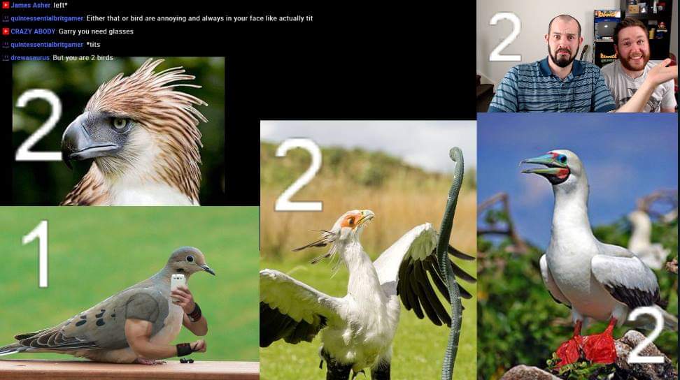 thegamestormers's tweet photo. When you do a Valentine's Day stream and you end up just checking out birds and seeing which one everyone thinks is the coolest. #HappyValentinesDay https://t.co/LaOpt8Ae6Q