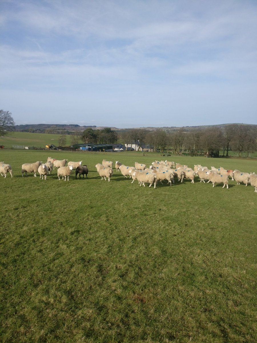 Ciaran Murphy๐ฎ๐พ (@cmurphy920) on Twitter photo Not a bad day to be out doing a bit of soil sampling ๐ค๏ธ๐ <a href="/Quinnslimited/">Quinns of Baltinglass</a> <a href="/Lancrop/">Lancrop Laboratories</a> #farming #FarmLife Not a bad day to be out doing a bit of soil sampling ๐ค๏ธ๐ <a href="/Quinnslimited/">Quinns of Baltinglass</a> <a href="/Lancrop/">Lancrop Laboratories</a> #farming #FarmLife