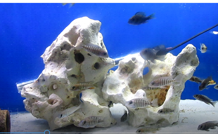 #Bizitalk -Tropical Funky Fish welcomes and invites #tropicalfish enthusiast and hobbyists to become members of the Tropical Funky Fish Facebook Group bit.ly/2VP13EY
Website bit.ly/2AdySGE