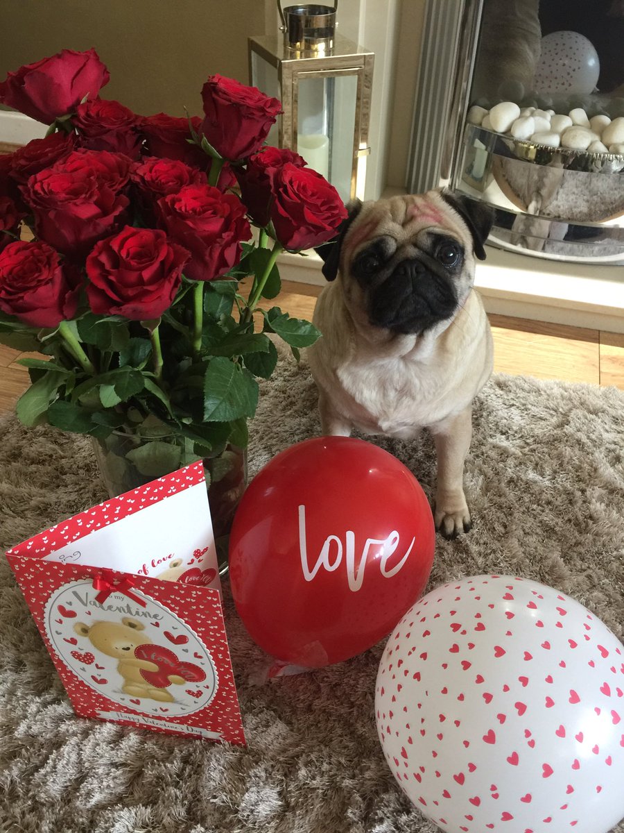 pixie_pug's tweet image. Happy Valentine’s Day guys 💋❤️ #ValentineDay #Valentines2019