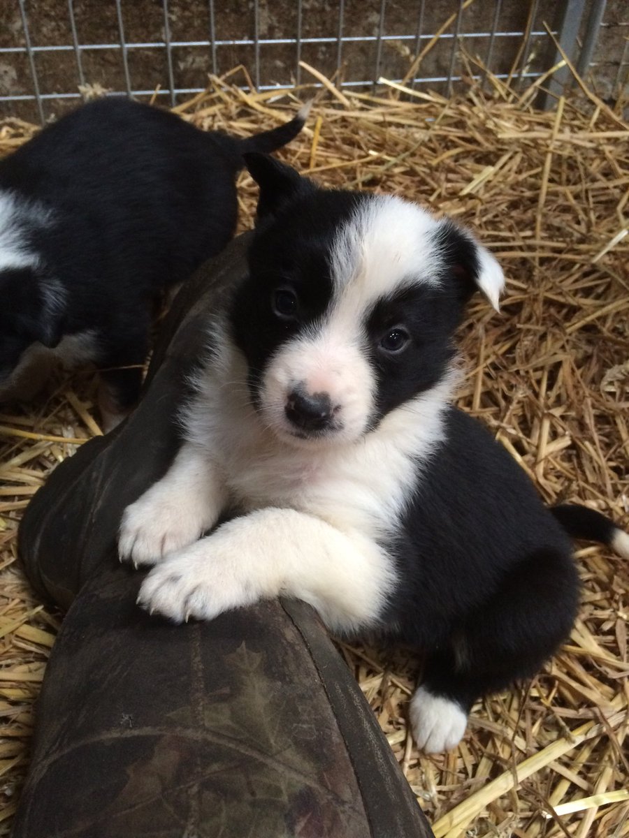 Andrea Meanwell tweet media