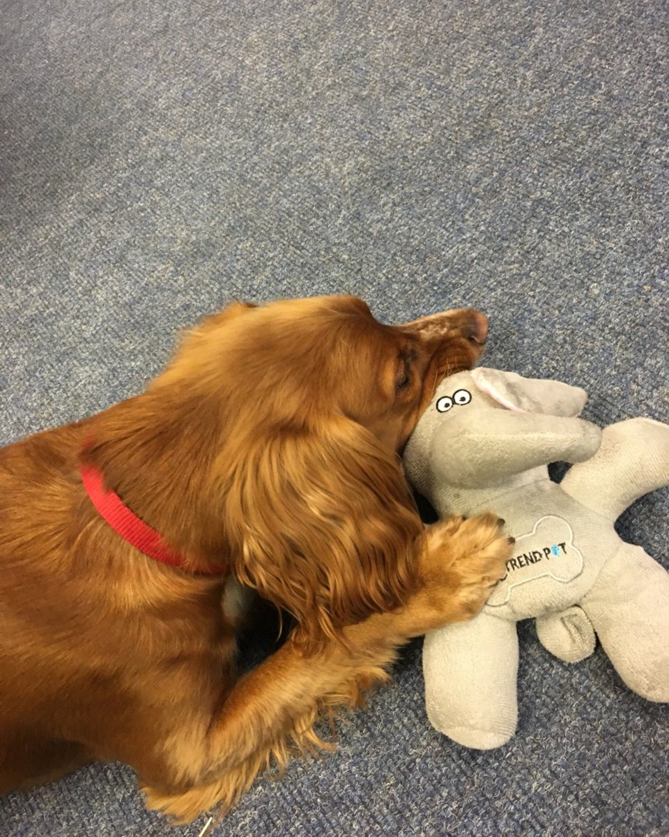 All of our MyTrendPet products need rigorous testing and all go through our Quality control manager Bailey - Which one will he go for? Get your Rope and Plush Squeaky Zoo Animal Dog Toys now at: mytrendglobal.com/collections/my…