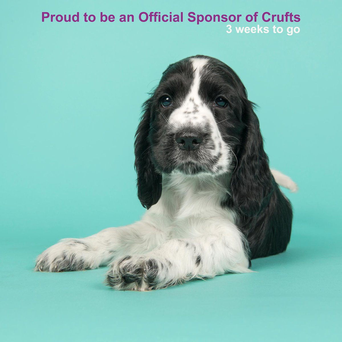 🧡<a href="/Crufts/">Crufts</a>🧡
✅Hall 3 Stand 25
✅FREE samples &amp; goody bags
✅Hamper deals &amp; discounted show prices
✅PRIZE DRAW
✅Watch performances from the amazing  <a href="/lucyandtrip/">The Trickstars</a> 
✅Talk with Holistic Vet, Nick Thompson
✅Children’s colouring comp
✅Registered Breeders WIN Best in Show tickets!