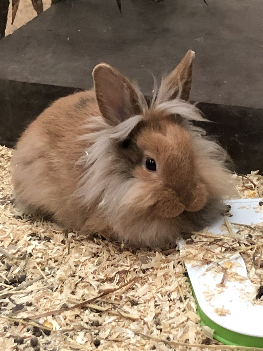Valentine’s Day.... ladies, get a rabbit (licence no. 024398) ❤️