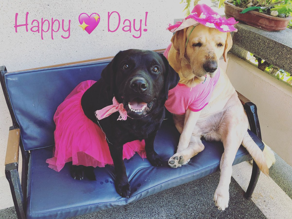 luvablelab's tweet photo. When bae wants to pawwwwty, but you just want a steak dinner at home 😂 #Valentines #labradorretriever #dogs https://t.co/BXrHi2jzsp
