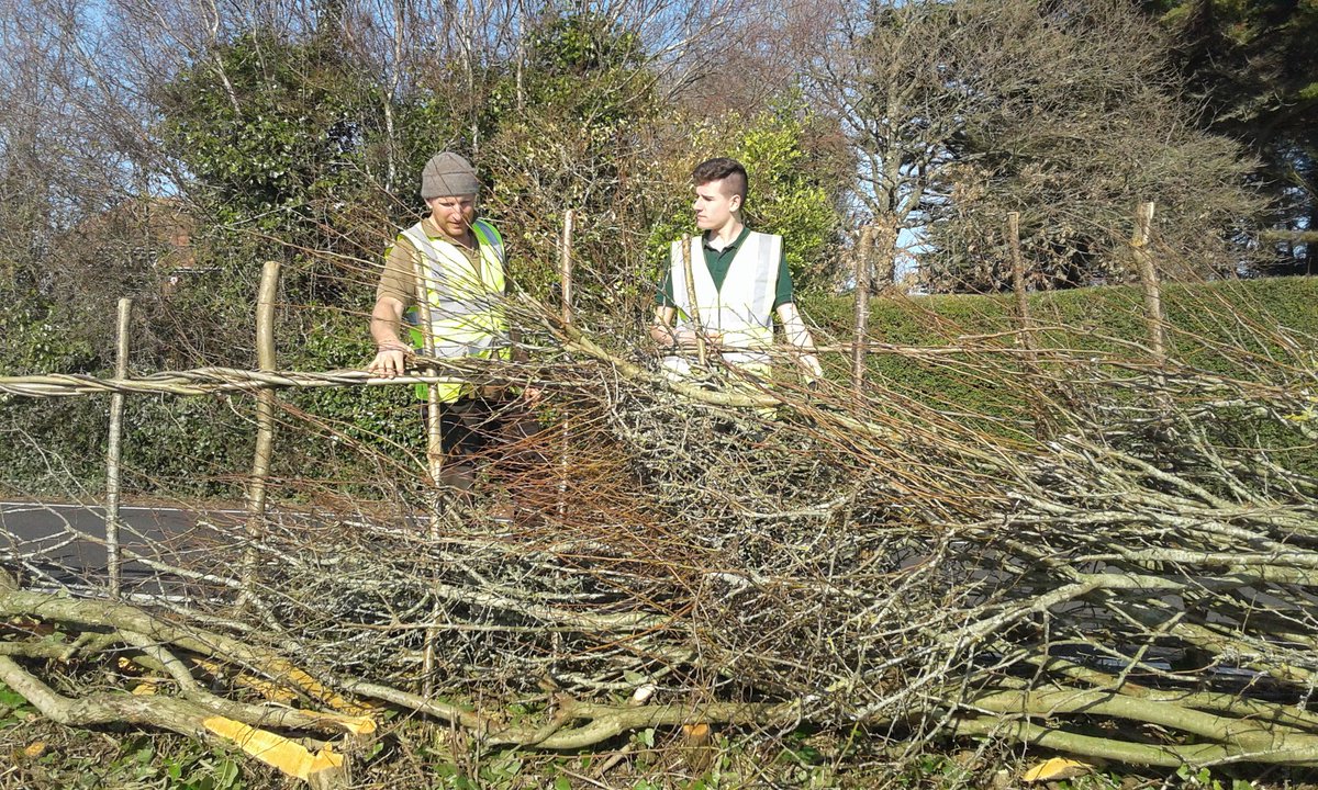 HIWWTConservation (@hiwwtconserve) on Twitter photo Hedgelaying at St Lawrence Field. Big team out today with our woodland and apprentices and rangers from @IsleofWightNT James one of our woodland apprentices learning the art of binding <a href="/HantsIWWildlife/">Hampshire & Isle of Wight Wildlife Trust</a> <a href="/downtothecoast/">Down to the Coast</a> <a href="/IslandRoads/">Island Roads</a> Foundation Hedgelaying at St Lawrence Field. Big team out today with our woodland and apprentices and rangers from @IsleofWightNT James one of our woodland apprentices learning the art of binding <a href="/HantsIWWildlife/">Hampshire & Isle of Wight Wildlife Trust</a> <a href="/downtothecoast/">Down to the Coast</a> <a href="/IslandRoads/">Island Roads</a> Foundation