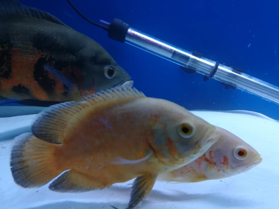 #Bizitalk - Welcome to all New #tropicalfish enthusiast and hobbyists We invite you to become members of the Tropical Funky Fish Facebook Group bit.ly/2VP13EY
Fire some #tropicalfish questions at us and we'll do our best to answer them.
Website bit.ly/2AdySGE