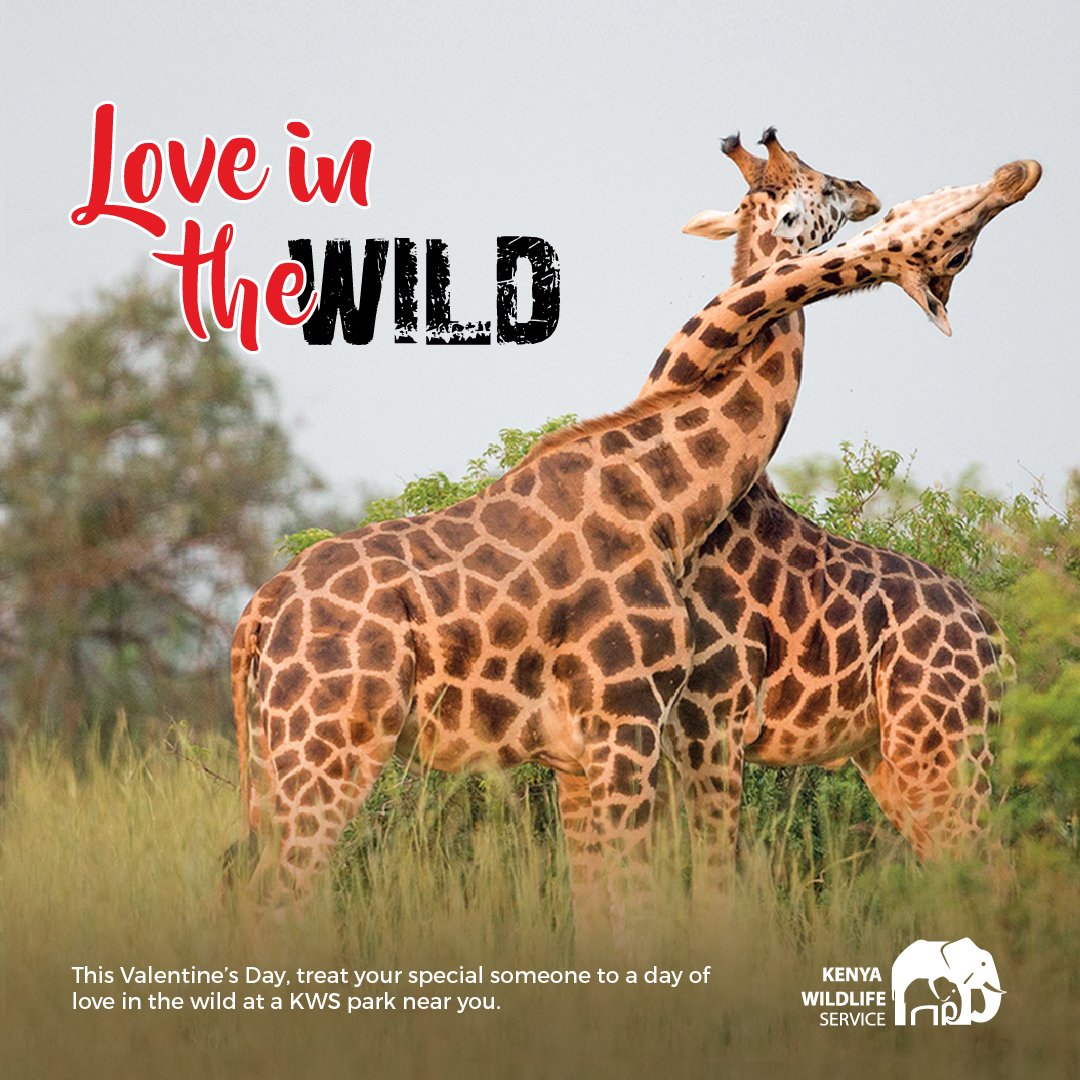 KWSKenya's tweet photo. Mkipatana pale #mensconference19 alafu mjue you've been dating the same girl πͺπΎ #LoveInTheWild https://t.co/Kfclj6psdz