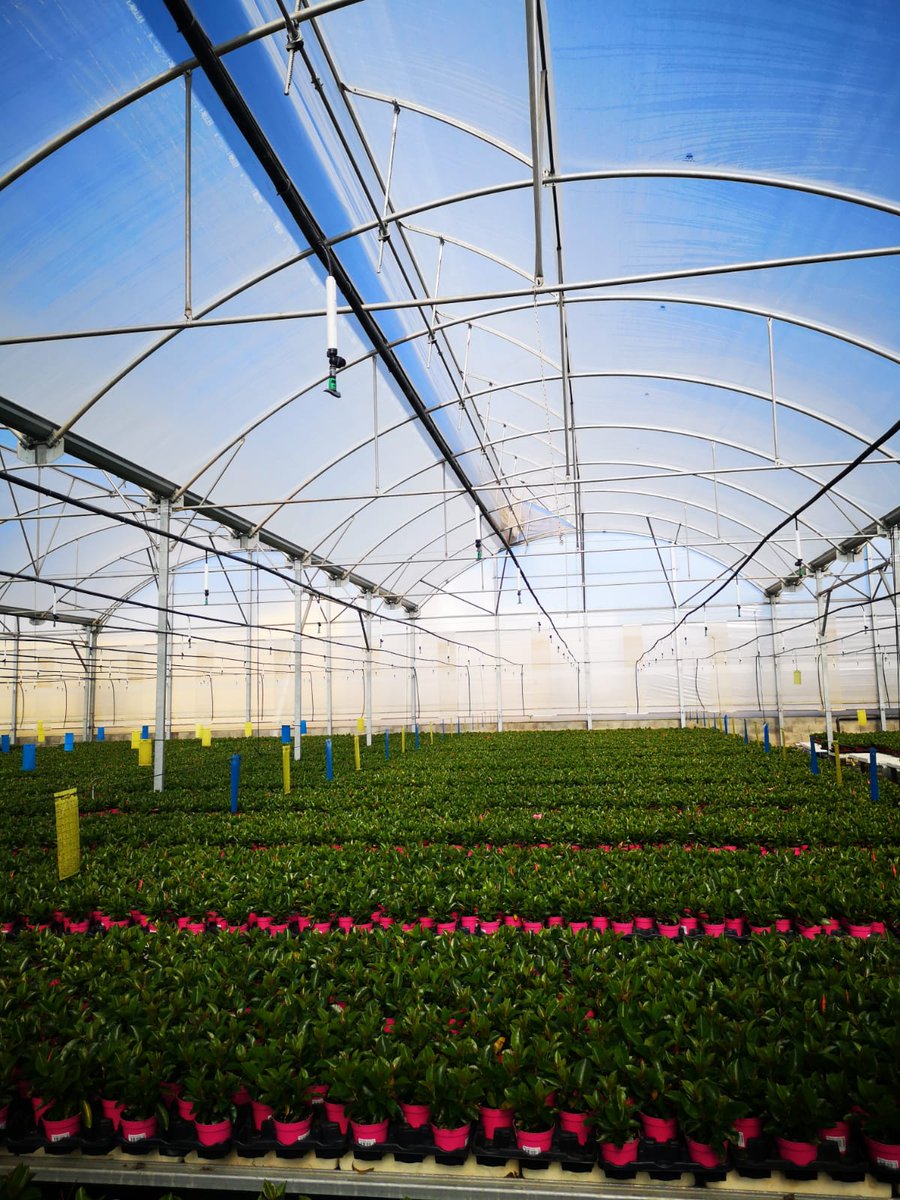 RivulisOfficial's tweet photo. Only the Best for the Beautiful #Dipladenia !
In this 5 Hectares #Greenhouse @NaanDanJain @NaanDanJainES have provided the perfect solution for the Dipladenia's needs: 
The #GREEN_SPIN #Micro_sprinkler:on-drip inverted micro sprinkler Ideal for overhead irrigation in greenhouses. https://t.co/WDuBlVK8hU