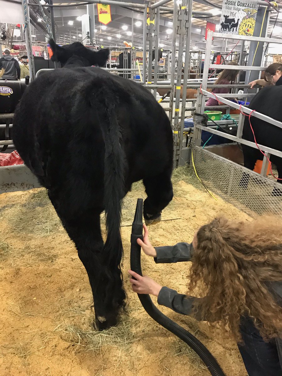 It’s show day in San Antonio! Emily Anderson will be showing her Simmental heifer today! Watch it live at waltonwebcasting.com #FFA #stockshowlife