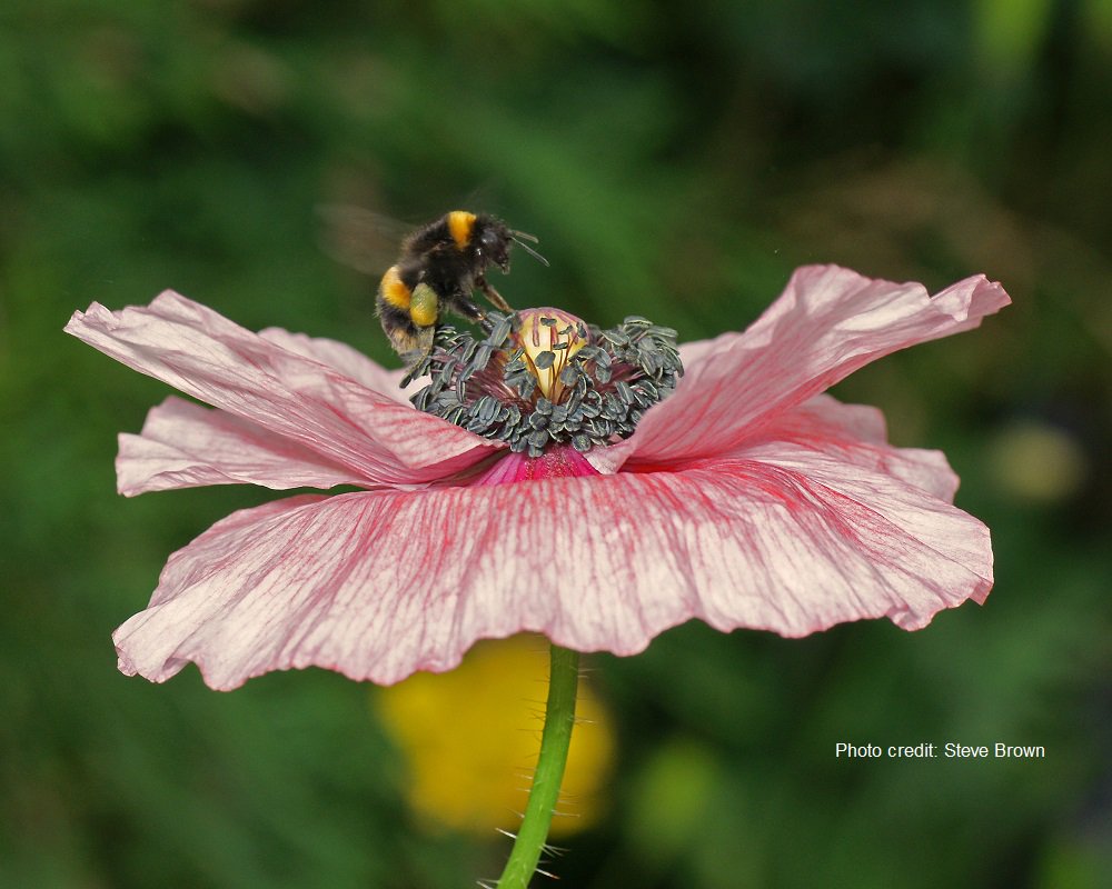 Roses are red, violets are blue, grow open-type flowers and the bumblebees will love you! 🐝🌺 #HappyValentinesDay #lovebumblebees