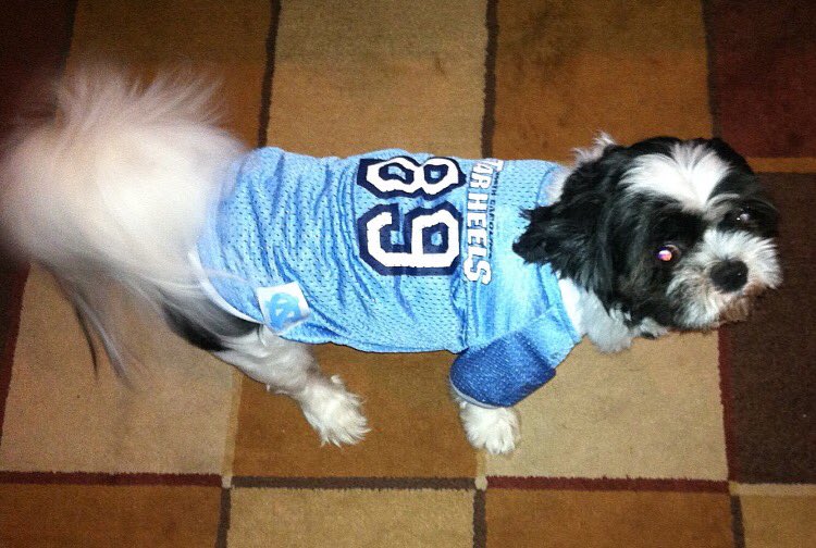 UNCSwtHrt's tweet photo. Happy Birthday across the Rainbow Bridge my sweet Masyn! This is your second birthday Iβve had without you and it still hurts. Youβll always be My Forever Valentine πβ€οΈπΎπ #IMissYou #ValentinesPup #MyBestFriend #MyBubs #Masyn #FurBaby #NeverForgotten https://t.co/NuM3xTWvuR