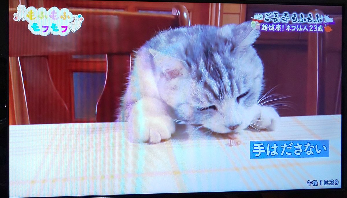 23歳のしまさん 綺麗な毛並みと軽やかに歩く姿が23歳の猫とは思えない さすが仙人 Togetter 23歳のしまさん 綺麗な毛並みと軽やかに歩く姿が23歳の猫とは思えない さすが仙人 Togetter