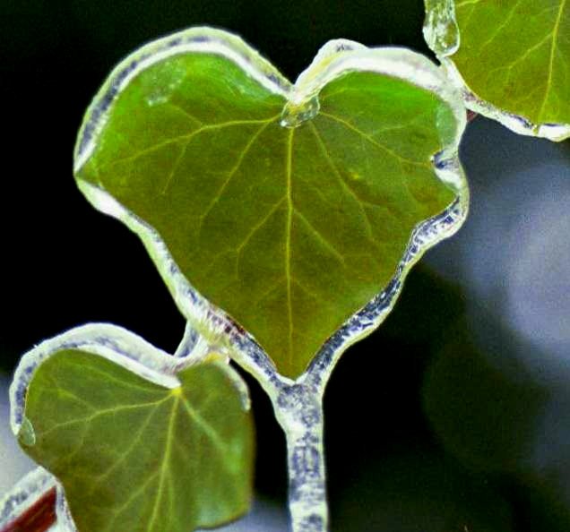 CheakamusCentre's tweet photo. How many hearts can you spot in nature? ❤ Here are a couple of our favourites captured at Cheakamus! 💕
#cheakamuscentre #natureisinsession #ValentinesDay #nature #Valentines #naturephotography #heartinnature https://t.co/tydJdGfTEd