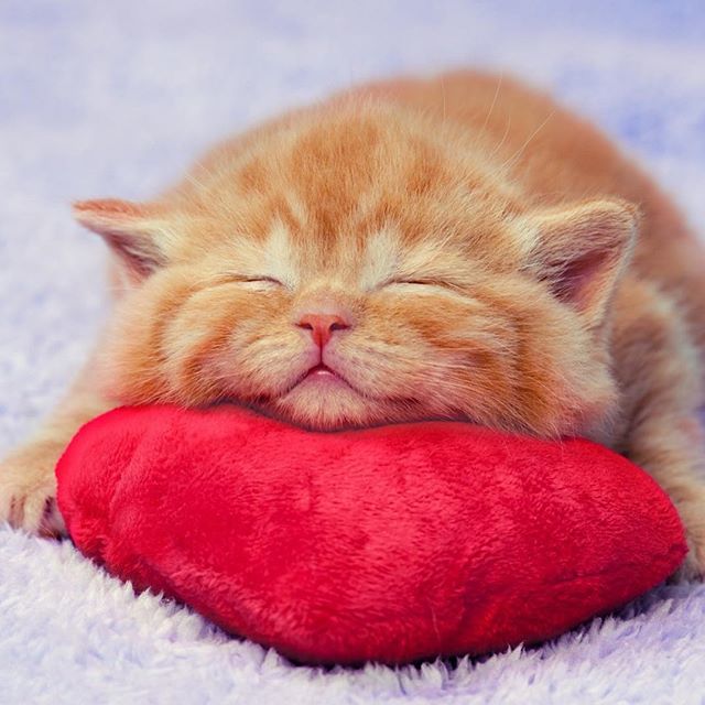 V4PMalvern's tweet photo. 🥰Happy Valentine's Day🥰

As today is all about the luuuurve 💕, we would love you to share a photo of your pet/s, showing how much love they bring to your lives! 😘

Please like our page and share this post after submitting your photo, and you'll be in… https://t.co/m8ochrwATb https://t.co/i0zvmsmL44