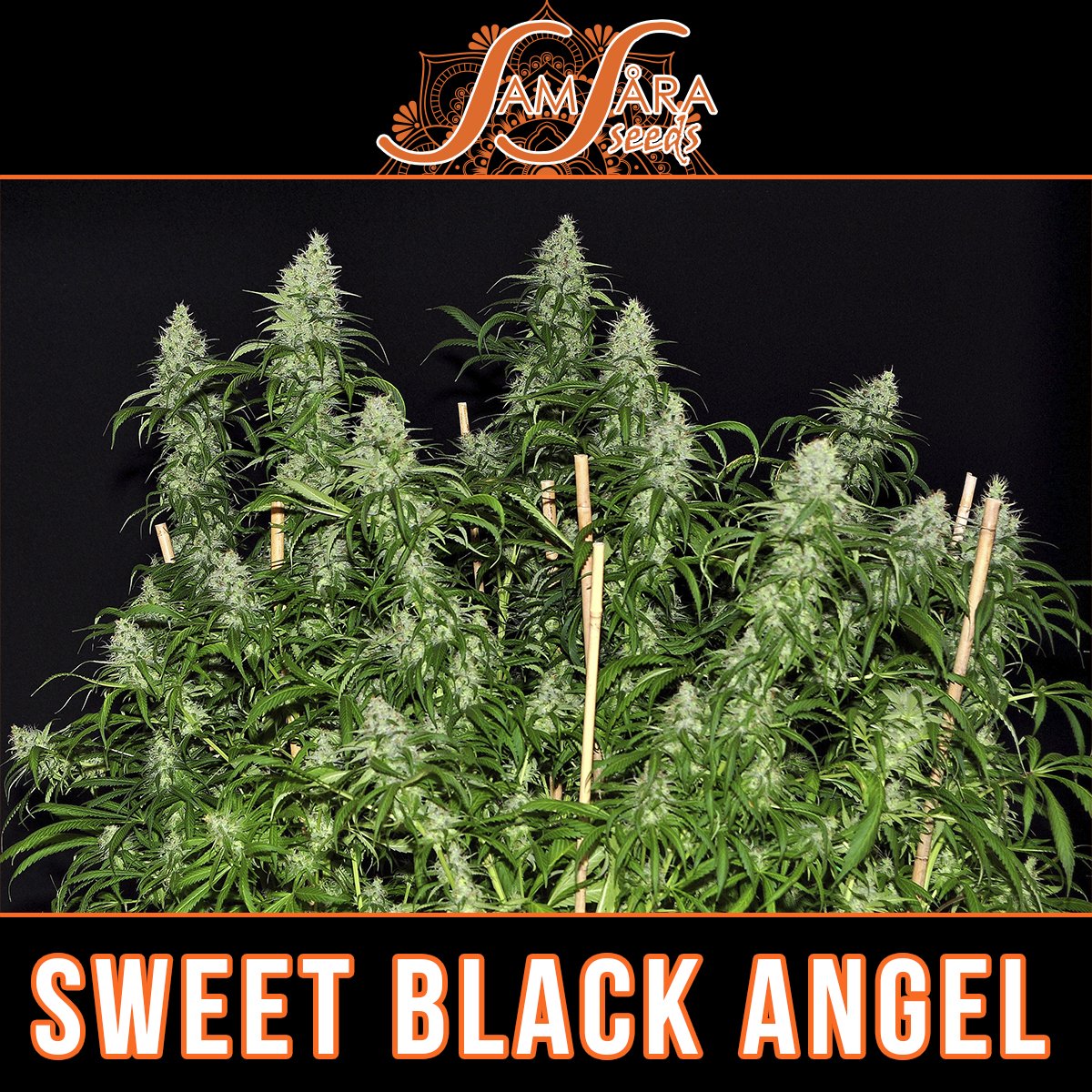Sweet Black Angel! 🧡🌄  #SweetBlackAngel 
#SamsaraSeeds #TheMysticSeeds #CannabisStrains #CannabisSeeds #indica #indicastrain #cannabisindica #weedstagram #weedporn #weedplant