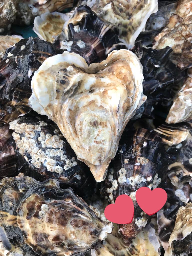 Happy Valentine's day to all you oyster lovers out there #ValentinesDay #oysterlovers #irishoysters #oysters