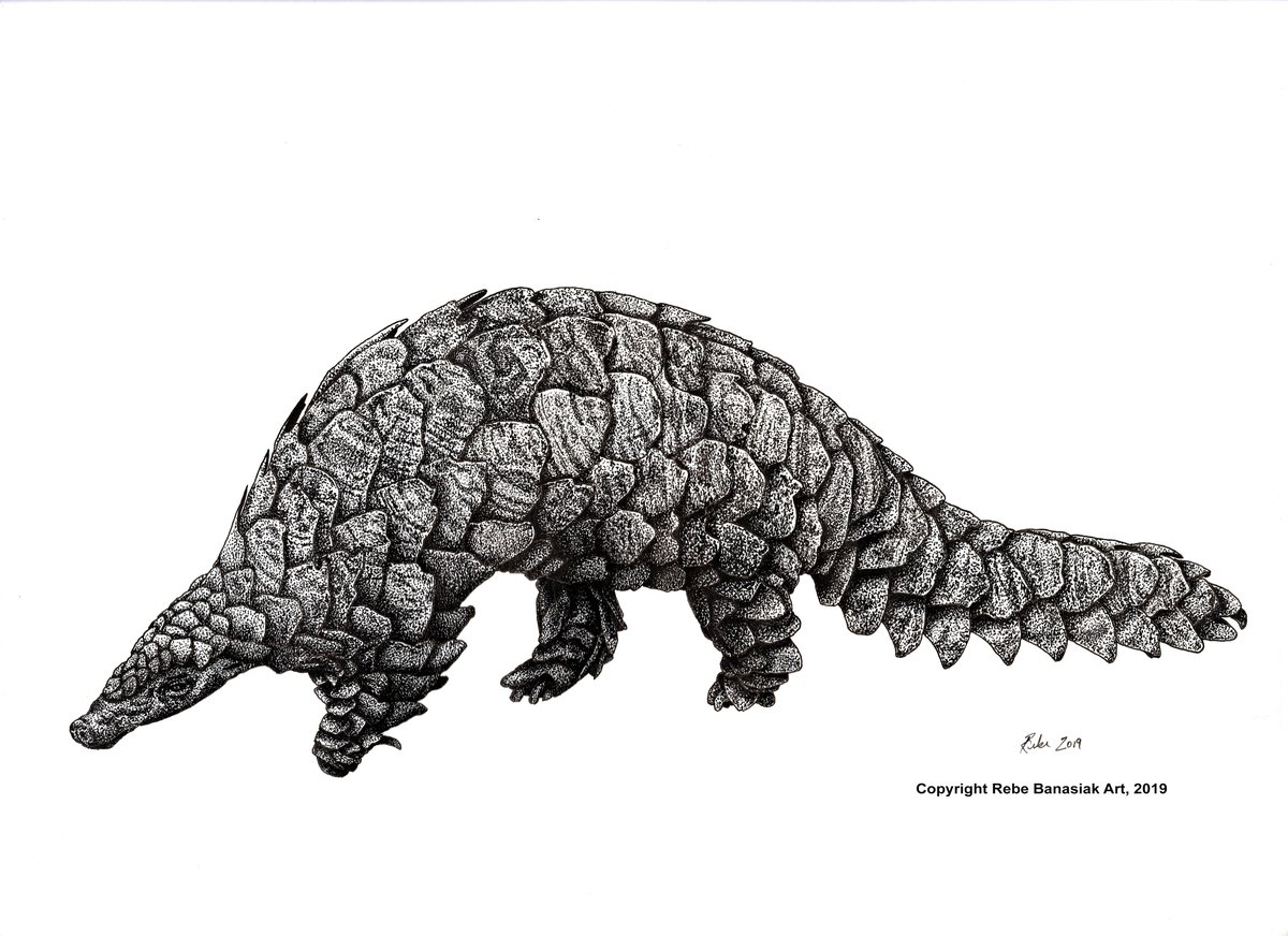 Join us today in the <a href="/FieldMuseum/">Field Museum</a> Science Hub from 11am-1pm to celebrate #WorldPangolinDay! Collections + Research staff will have #Pangolins specimens and scientific illustrations. (Illustration copyright Rebe Banasiak 2019) #WomenInScience #womeninart #fieldmuseum #FMWIS