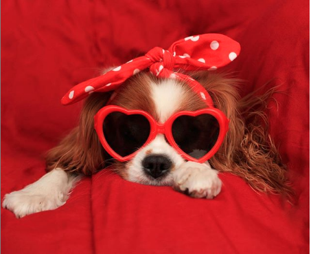 TheEllenShow's tweet photo. Love is everywhere. #ValentinesDay https://t.co/oaORn8L7pF