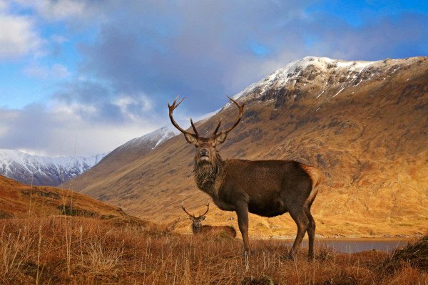 Adeo travel Blog: Short on time but want to visit Scotland? Here's how  you can plan a full experience of Scotland in just 4 days! adeotravel.com/trave…/how-to-see-scotland-in-4-days/ 
 #scotland #visitscotland #seescotland #lovescotland #travelscotland #travel #Glencoe