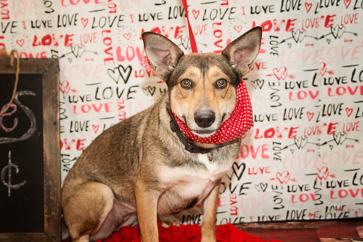 TheAnimalRescu1's tweet photo. Love is in the air at the shelter <3 Look at all these gorgeous dogs..... https://t.co/UP36zN0tbW