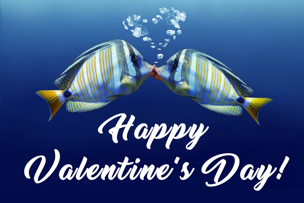 Ripley's Aquarium of Canada on X: ❤ Happy Valentine's Day! ❤ Give that  special one the best fish kiss ever. For you single folks remember that  there are plenty of fish in