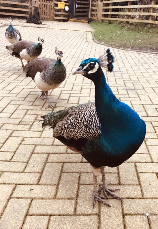 EmmaReadDRI's tweet photo. No visit to @WoodfordBridge would be complete without meeting these beauts π¦ #britaininplume #lovenature #beapeacock #LifeAtDiamond https://t.co/DgBjBvQipc