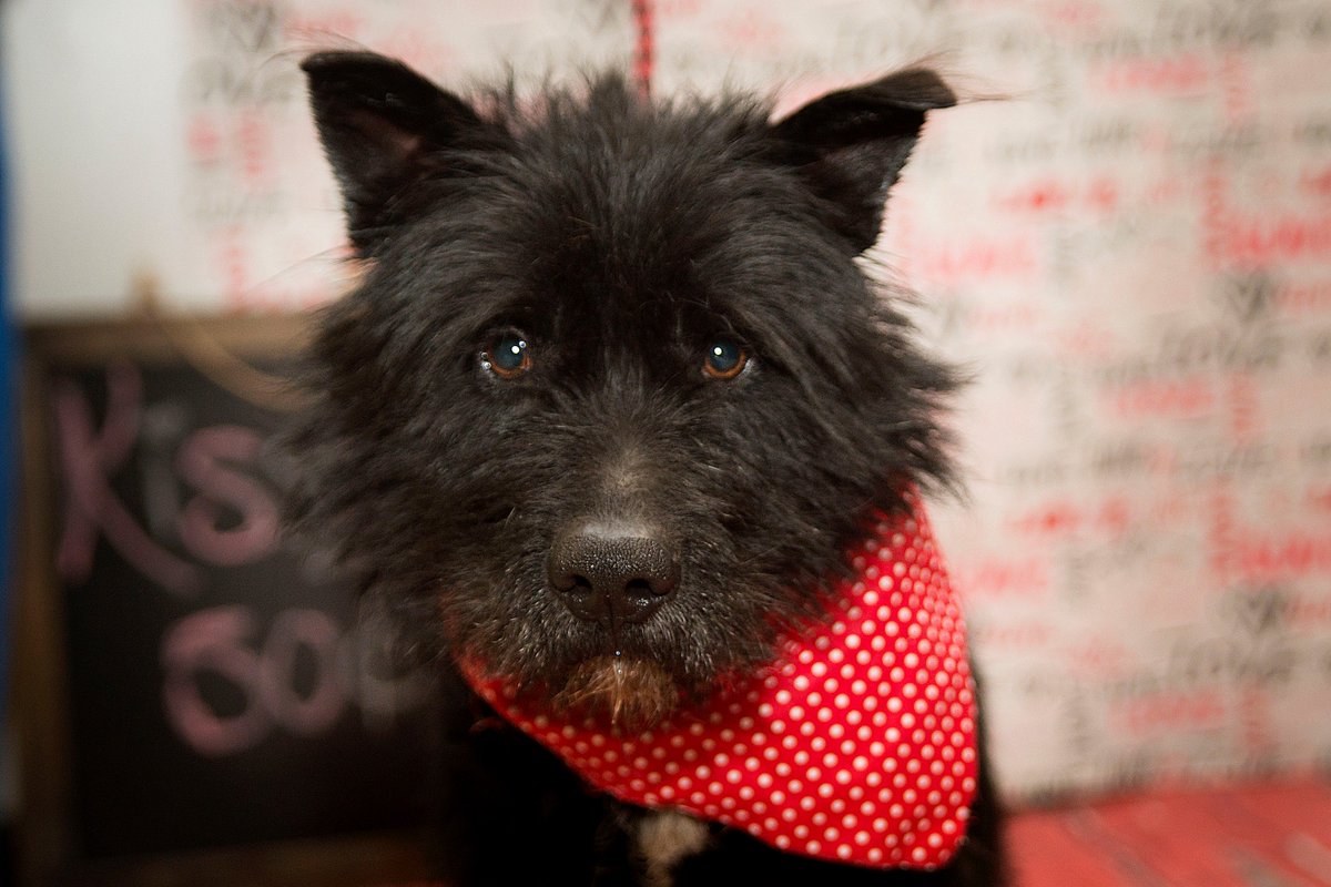 TheAnimalRescu1's tweet photo. Best Job EVER....... DogTog at the Shelter <3 https://t.co/U8Qsh5oOHP