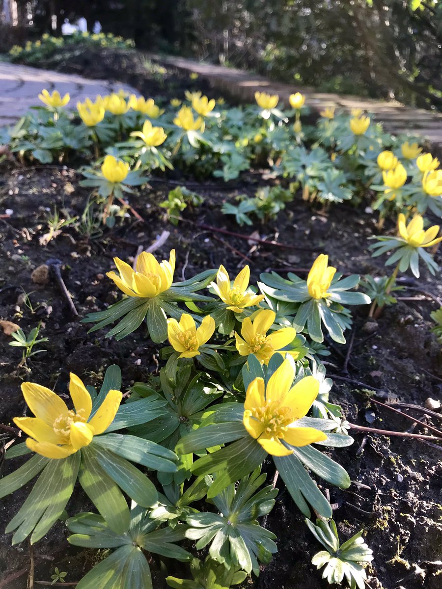 bertvroegop's tweet photo. #Lente in #Goes! 12 graden voelt in de zon zonder wind aan als 16; had geen jas aan hoeven doen. Rondje #Noordhoek - #Mannee - #HollandscheHoeve https://t.co/shfRJLXUYq