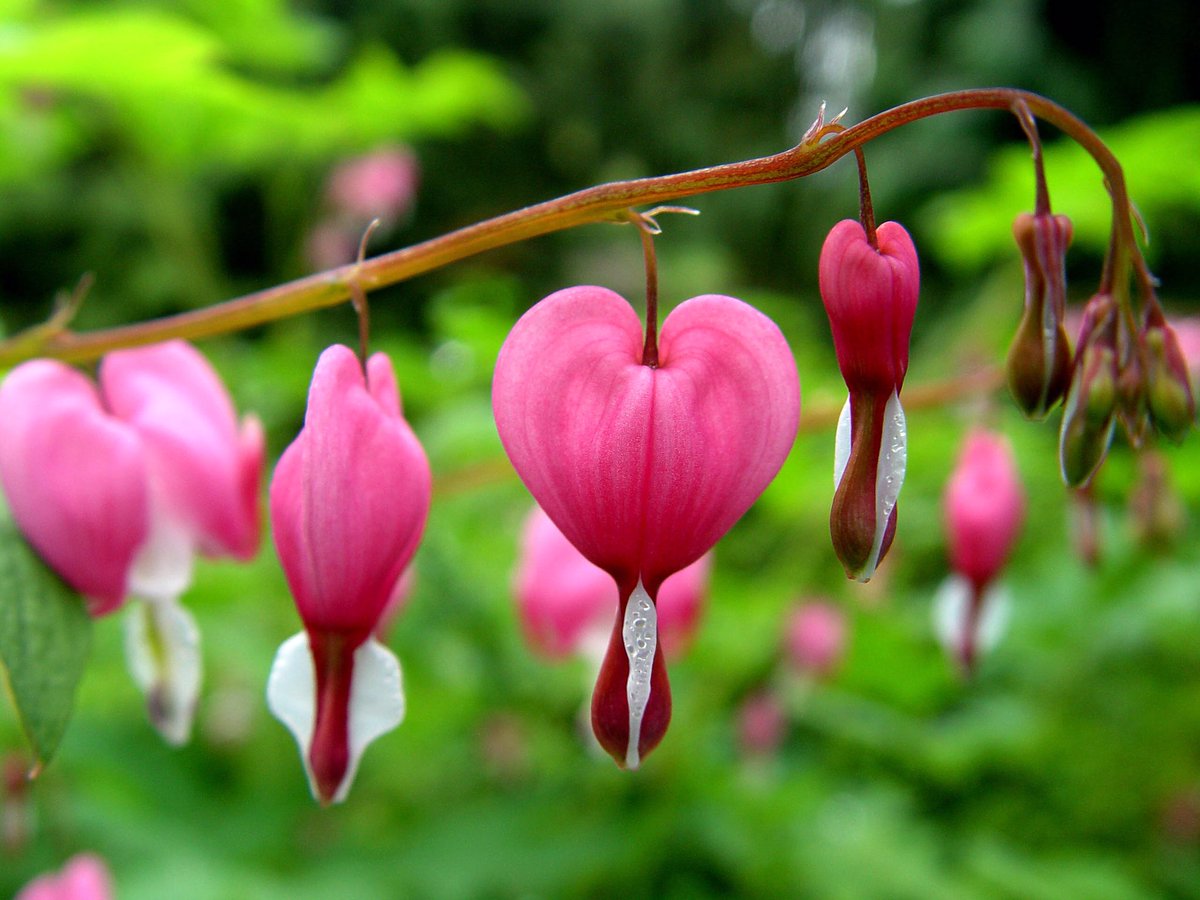 Many believe that the heart symbol was either created by two birds being intimate, “love birds” or the idea of St Valentine getting head from his lover (man or woman) and the visual he received of their butt. They also say it comes from the Silphium plant.