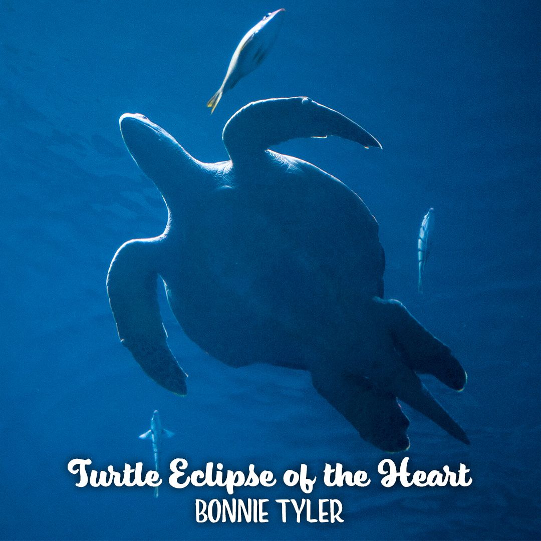 Point Defiance Zoo & Aquarium tweet media