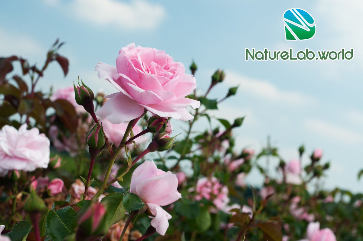 NaturelabW tweet picture