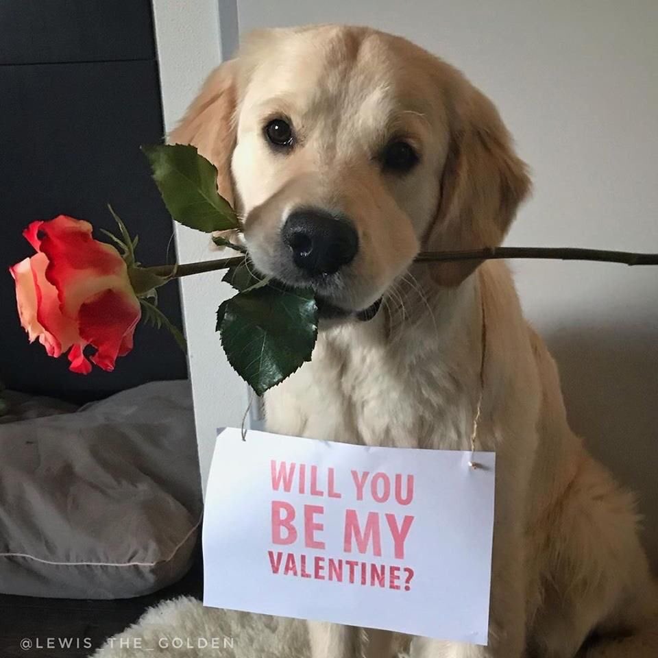 Happy Valentines Day! #HappyValentines #special #love #friends #family, image size:960x960