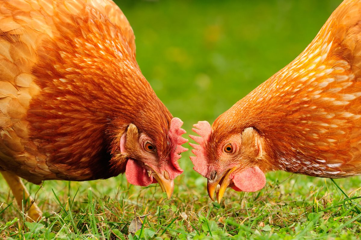 MarriagesFeed's tweet photo. We would like to wish all our followers a very Happy Valentine's Day.

#FedByMarriges #ValentinesDay #HappyValentinesDay #Poultry #Nutrition #Love #Pets #Valentine #MarriagesFeed #February https://t.co/xsR30wRivm