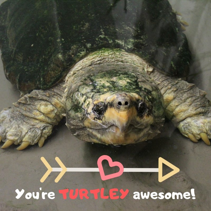 Hersheypark's tweet photo. Happy #ValentinesDay from all of us at Hersheypark and #ZooAmerica  ❤️ https://t.co/8EwxoYu42R