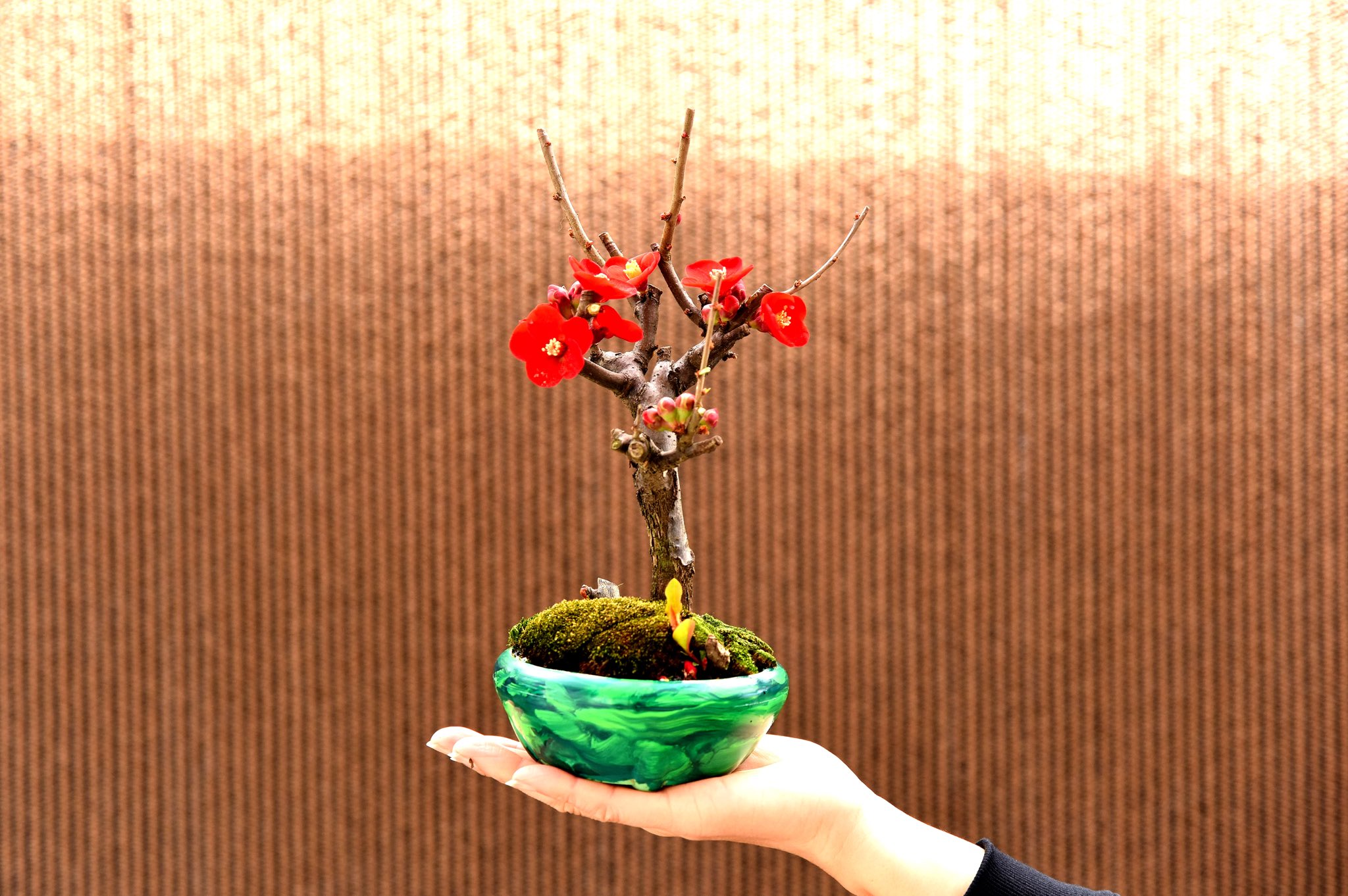 Uzivatel Megu Bonsai Na Twitteru ボケの花です 2メートル近くに成長すると果実をつけますが それが瓜に似ているので 木瓜 と書くそうです 学名はspeciosa 美しい という語源 ボケと美しい 落差が面白い ボケ 木瓜 手のせ盆栽 ボケの花 盆栽