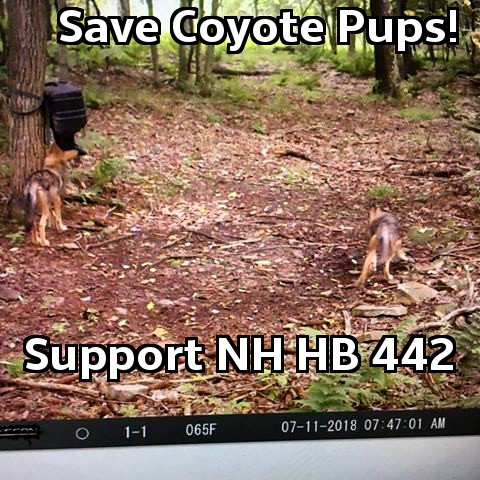 Safigirl17's tweet photo. A coyote hunter posted by this pic of coyote pups that they would soon "meet their maker"! #HB442 would protect pups in NH and stabilize coyote packs. Vote against the ITL and vote in support of HB442! End year round killing of coyotes in NH! #nhpolitics https://t.co/vZTDscMnei