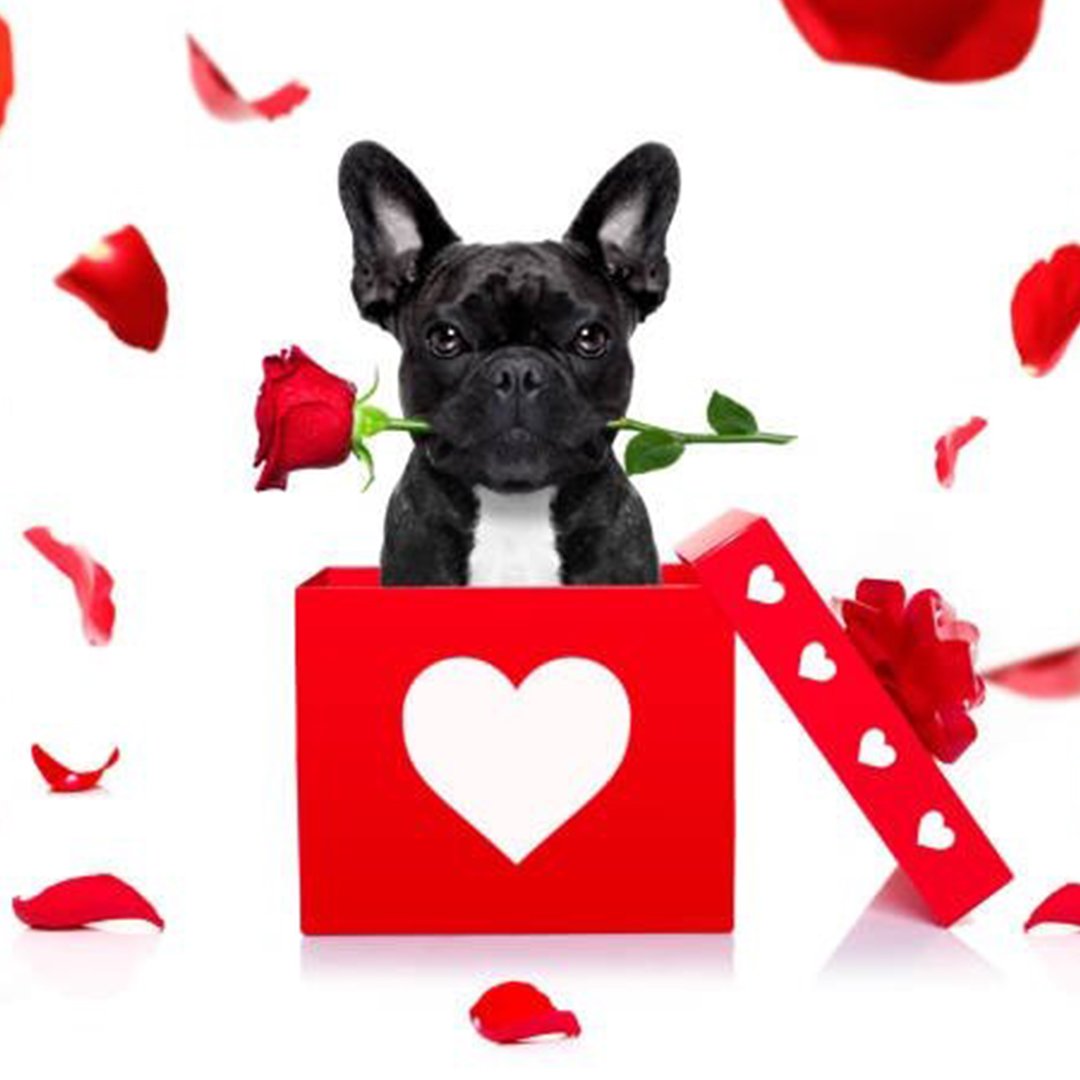 dcgomes's tweet photo. Surround yourself with love today and always. Happy Valentine’s Day! https://t.co/2m7qVHLxw4