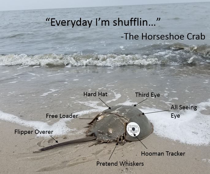 In honor of our #estuarylove and #iheartestuaries we are trying our hand at #UnscienceAnAnimal ....our animal of choice? Of course, the Atlantic Horseshoe Crab!!