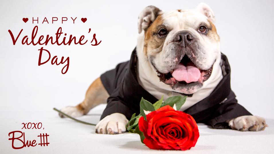 happy valentines day bulldog