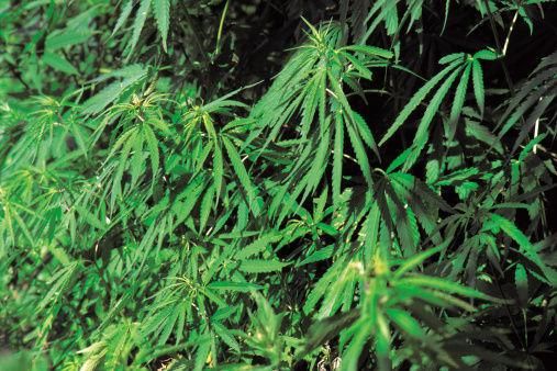North Carolina: Up to 3 ounces of pot would be legal under marijuana possession bill reintroduced in NC Senate buff.ly/2GIHKZ1 <a href="/rcraverWSJ/">Richard Craver</a>

#Decriminalization