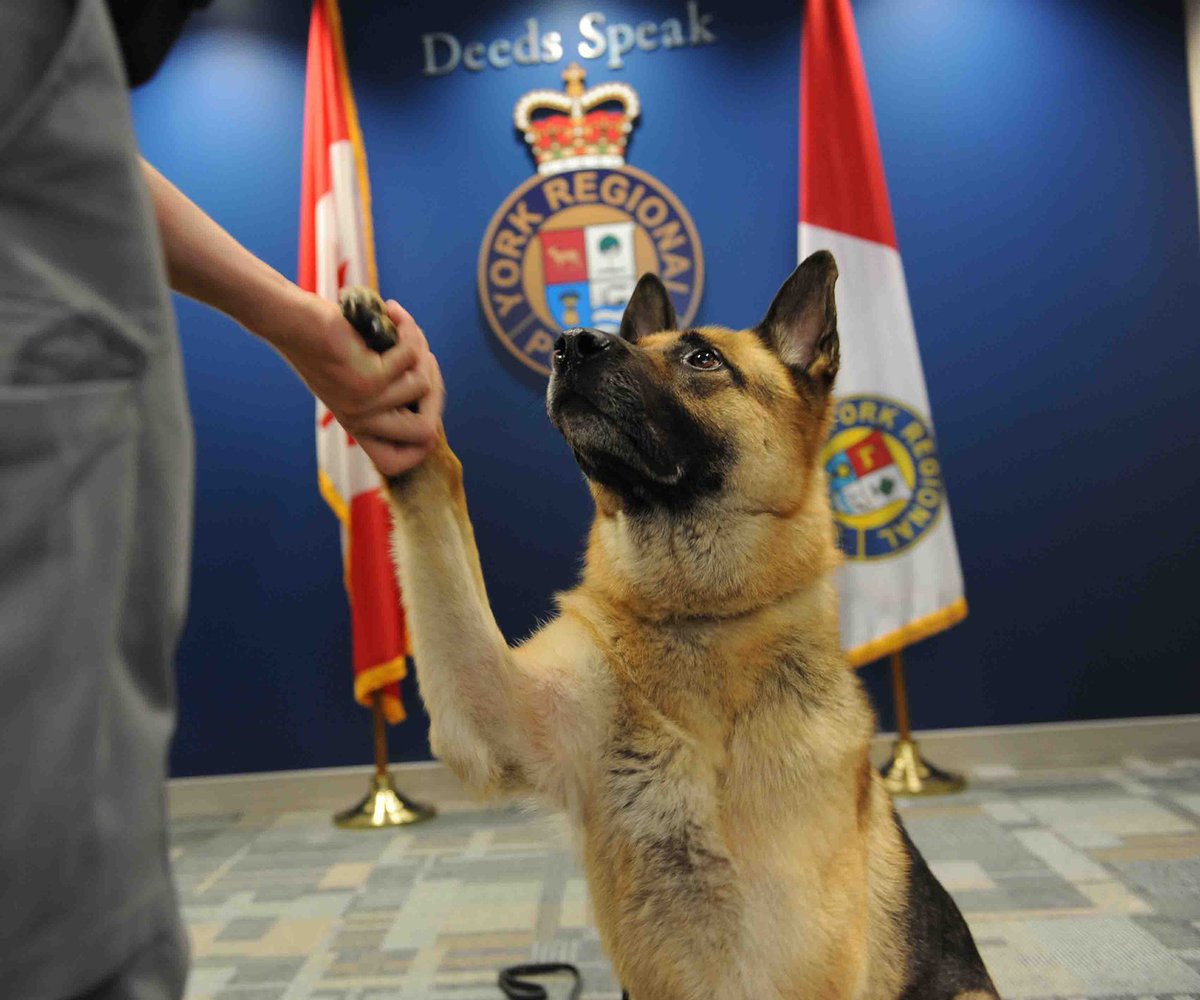 With a heavy heart, we announce the passing of retired Police Service Dog Duke. As a member of the Canine Unit, Duke served his community with pride during his seven-year career, before enjoying a well-deserved retirement. We thank Duke for his service. #GoodBoy 💔