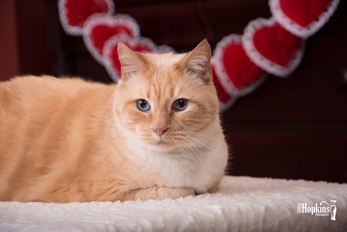 Hopkins_794's tweet photo. Happy Valentine's Day to one and all!  Read about our adoption love story.  If you're thinking about adopting, don't wait!  The shelters are full of wonderful animals just waiting to complete your family.  https://t.co/F9vPbMFjqY #LoveStory #ValentineDay #love #cats https://t.co/KmNS5GdYWV