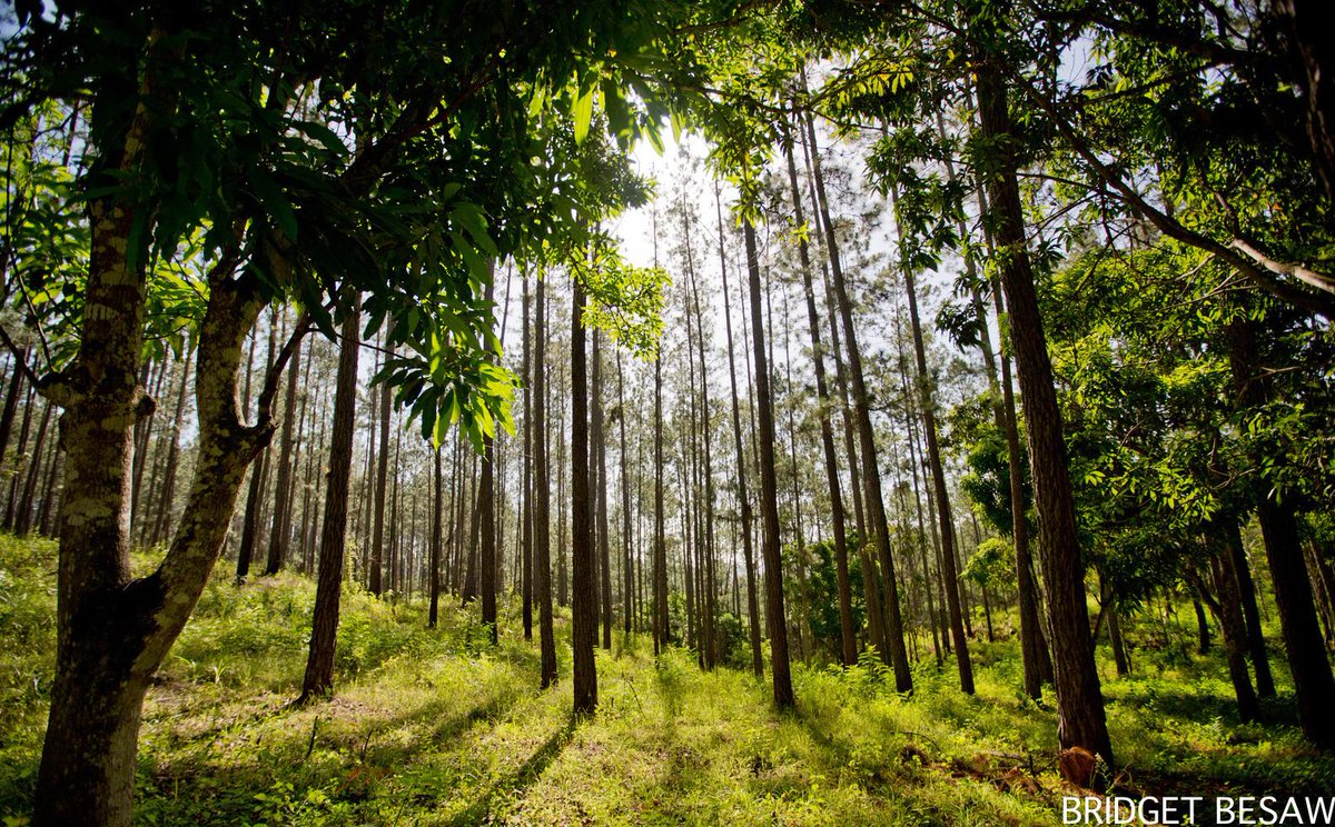 nature_org's tweet photo. Oceans are blue 🌊
Forests are green 🌳
They both suck up carbon 
So let’s keep them clean! 

#ScienceValentines https://t.co/SfN0JSk3EJ