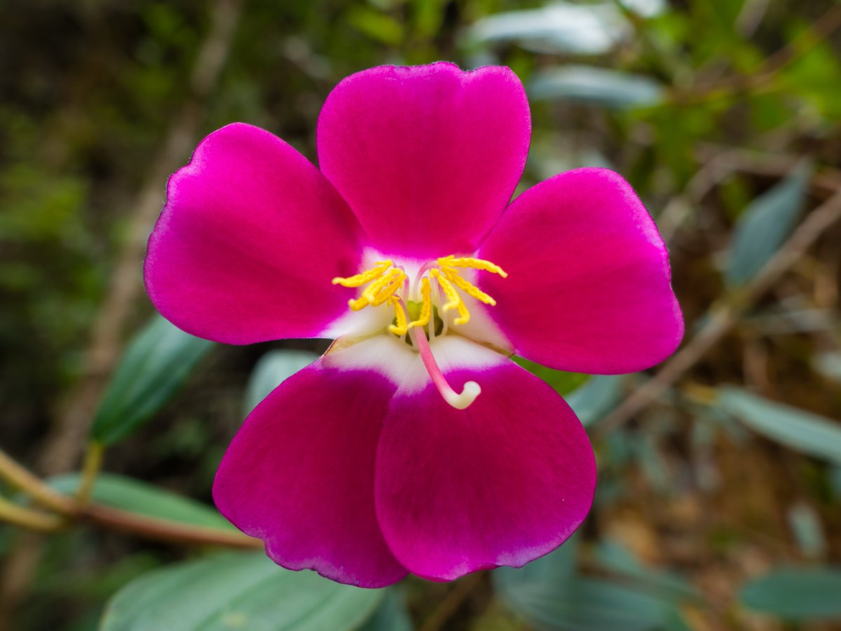 Happy #ValentinesDay! While red roses often symbolize #romance, we think that the "Sietecueros" - a mid-sized ornamental tree that grows in abundance throughout our property - could be a more suitable rival.
