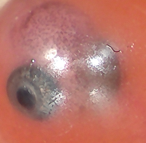 shelagh09's tweet photo. Took one of our @ermalearns coho eggs from the tank today to look at it under the microscope. Students were amazed when it started to move! Waiting for hatch day! #salmon #DFO_Science #sd36learn https://t.co/ko8JkhaBF1