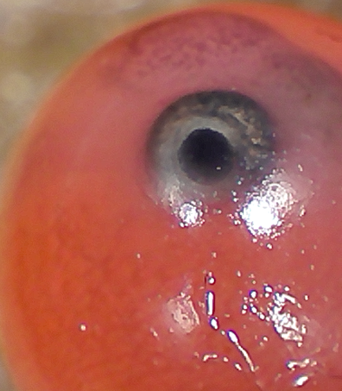 shelagh09's tweet photo. Took one of our @ermalearns coho eggs from the tank today to look at it under the microscope. Students were amazed when it started to move! Waiting for hatch day! #salmon #DFO_Science #sd36learn https://t.co/ko8JkhaBF1